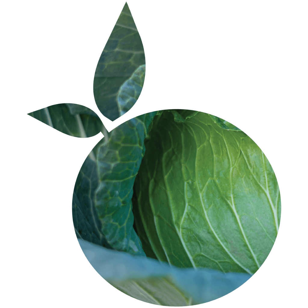 cabbage
